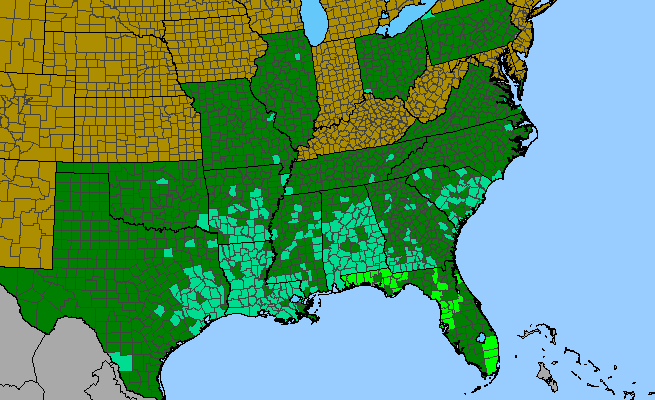 The range of Jacquemontia tamnifolia